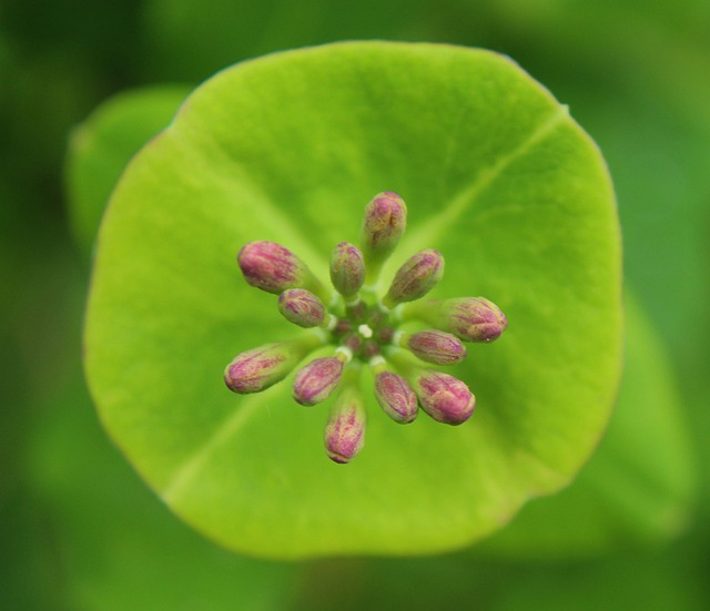 Buds Blooms At Spring - Free photo on Pixabay - Pixabay
