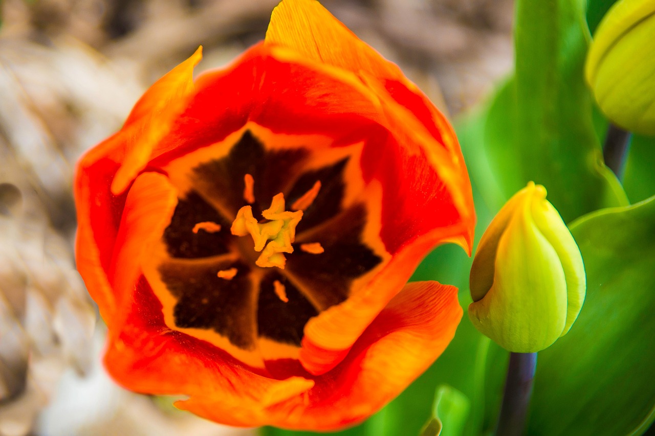 Tulip Flower Nectar Free photo on Pixabay Pixabay