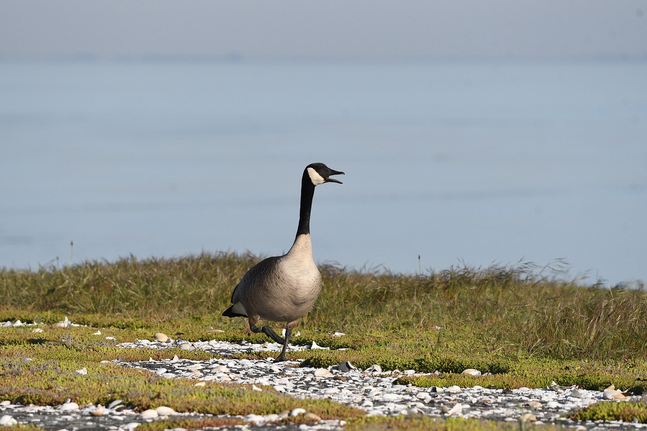 Gås Kanada Fågel Vilda Djur Och - Gratis foto på Pixabay