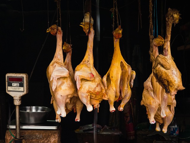 Free Chicken Hen photo and picture