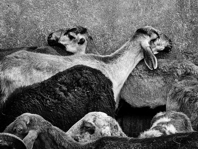 Free Goat Animal photo and picture