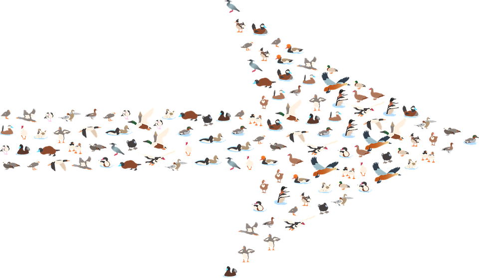 Download Ducks, Arrow, Direction. Royalty-Free Vector Graphic - Pixabay