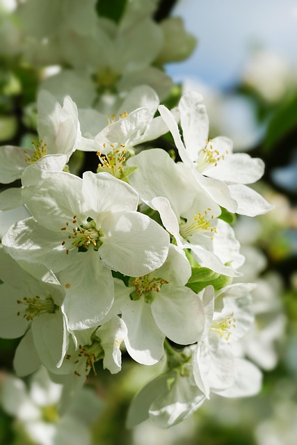 Flores, Florecer, Bloom, Manzana, Jardín