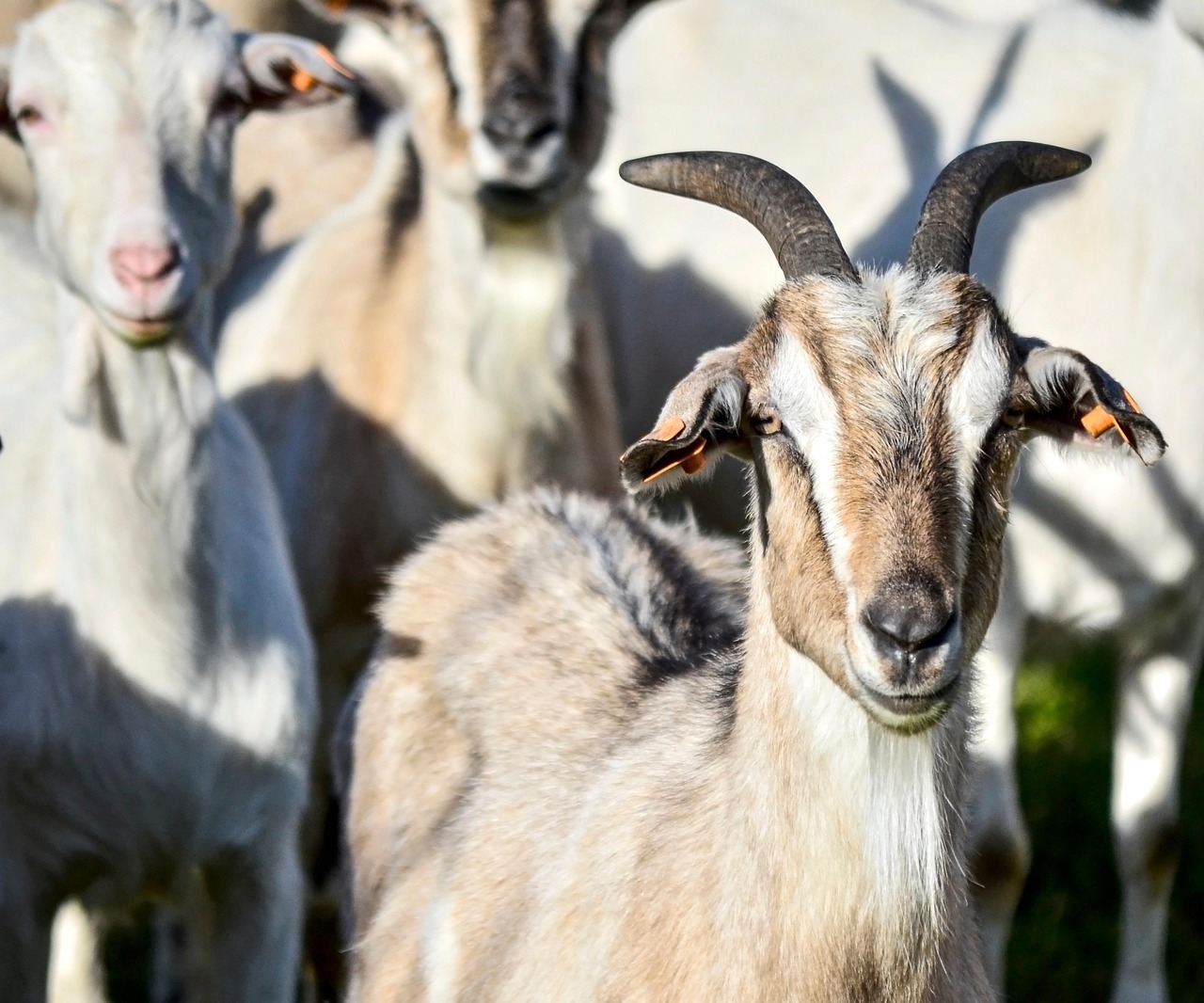 Goats Animals Nature - Free photo on Pixabay