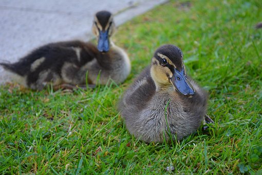 Free Duck Bird photo and picture