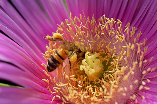 Free Pink Flower Honeybee photo and picture