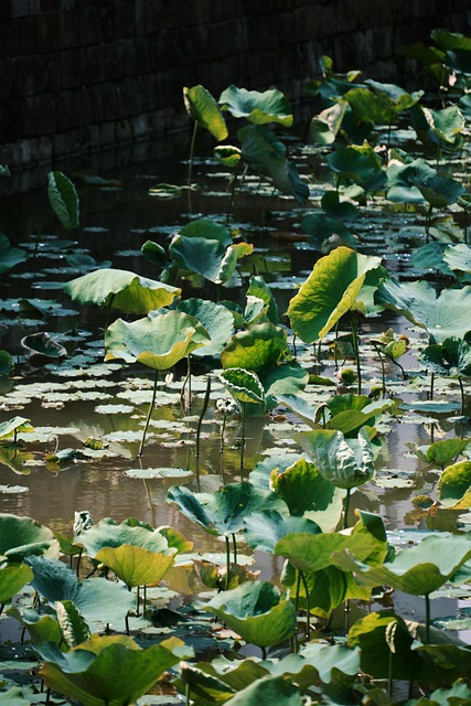 Lotus, Pflanzen, Wasserpflanzen, Natur