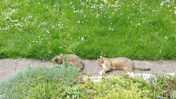 Sleeping, Relaxing, Cats
