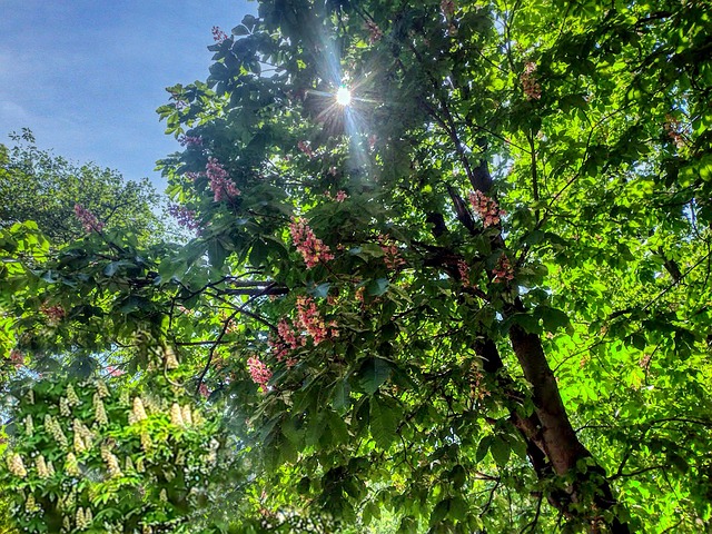 Free Spring Nature photo and picture