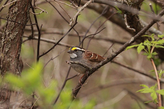 Free Bunting Sparrow photo and picture