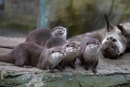 Free Otter Mammals photo and picture