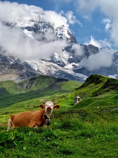 Koe, Weide, Zwitserland, Alpen
