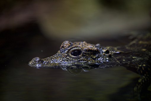 Coccodrillo, Natura, Alligatore