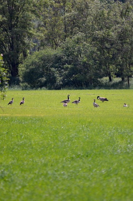 Ganzen, Grauwe Gans, Canadese Gans