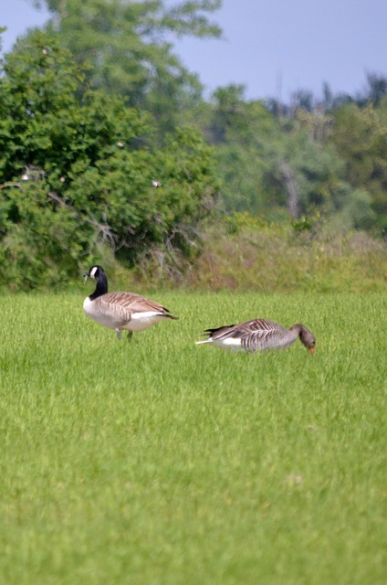 Ganzen, Canadese Gans, Grauwe Gans