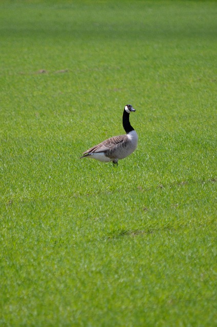 Gans, Canadese Gans, Weide
