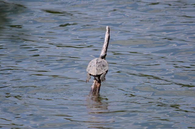Schildpad, Zonnen, Water Schildpad