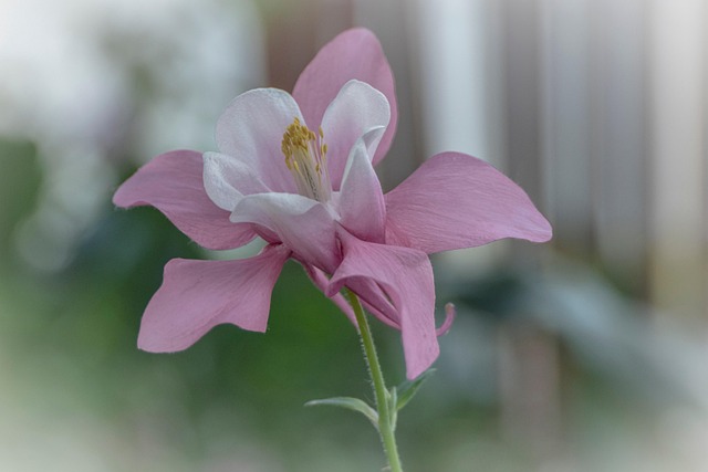 Free Columbine Flower photo and picture