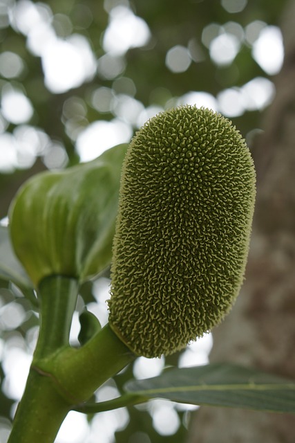 Free Tree Fruit photo and picture