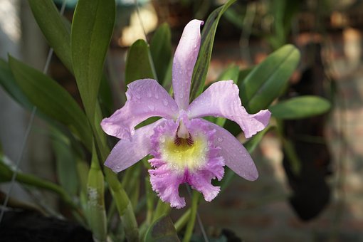 Free Flower Lan photo and picture