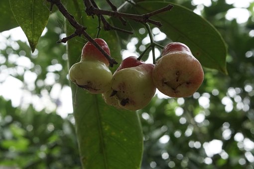 Free Fruit Fruit Tree photo and picture