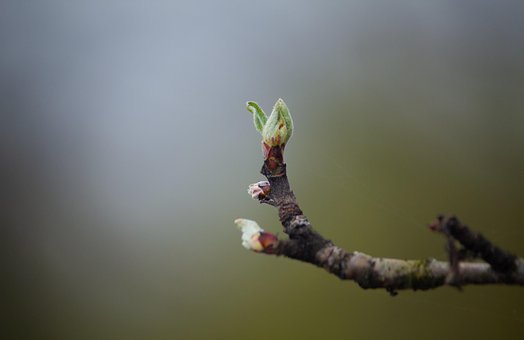 Free Branch Young Leaf photo and picture