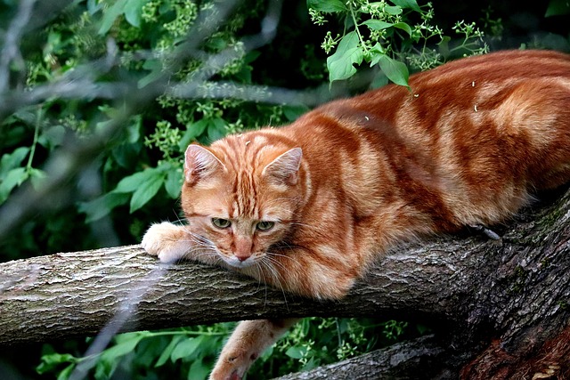 Free Cat Feline photo and picture