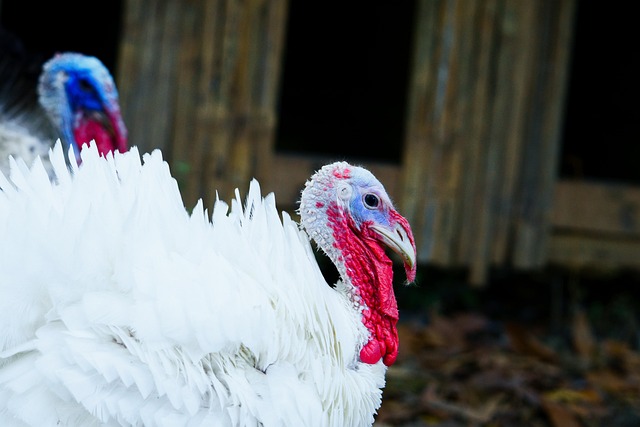 100+ Free Turkey Farm & Turkey Images - Pixabay