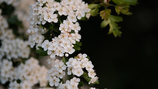 Free Hawthorn Flowers photo and picture