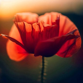 Free Poppy Flower Wallpaper photo and picture
