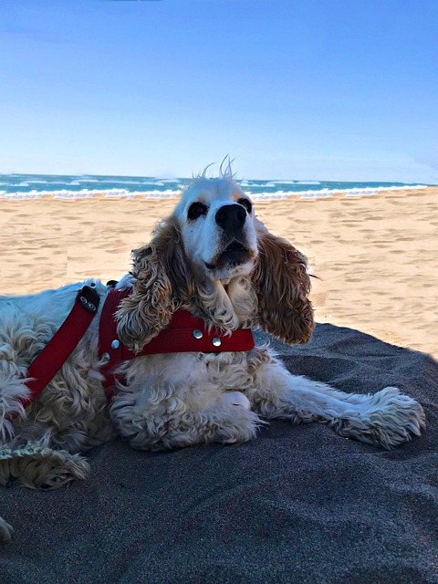 Free Dog Pet photo and picture