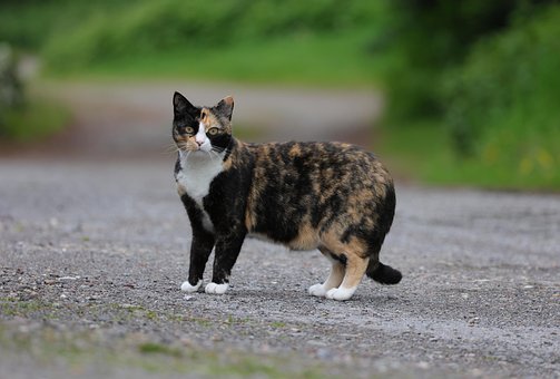 고양이, 국내 고양이, 국내 동물, 동물, 거북이 껍질, 삼색 고양이
