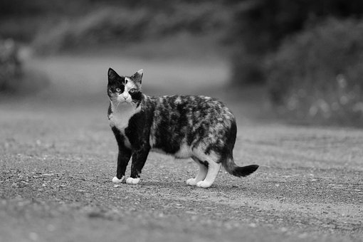 고양이, 국내 고양이, 국내 동물, 동물, 삼색 고양이, 검정색과 흰색