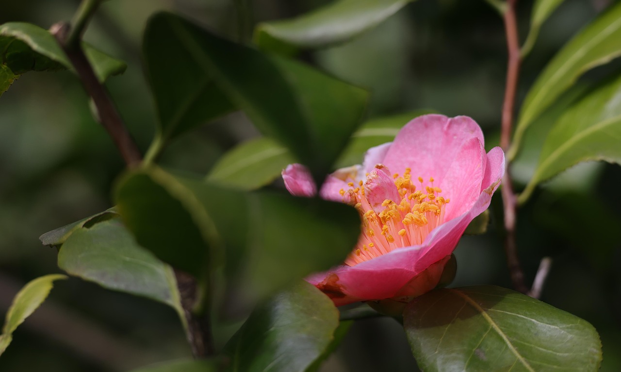 Camelia Flor Planta Sale Foto Gratis En Pixabay Pixabay camelia-flor-planta-sale-foto-gratis-en-pixabay-pixabay