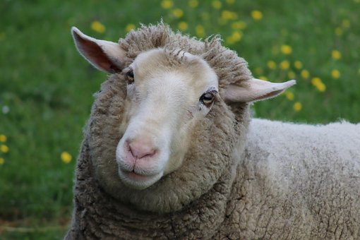 Free Sheep Free Wallpaper photo and picture