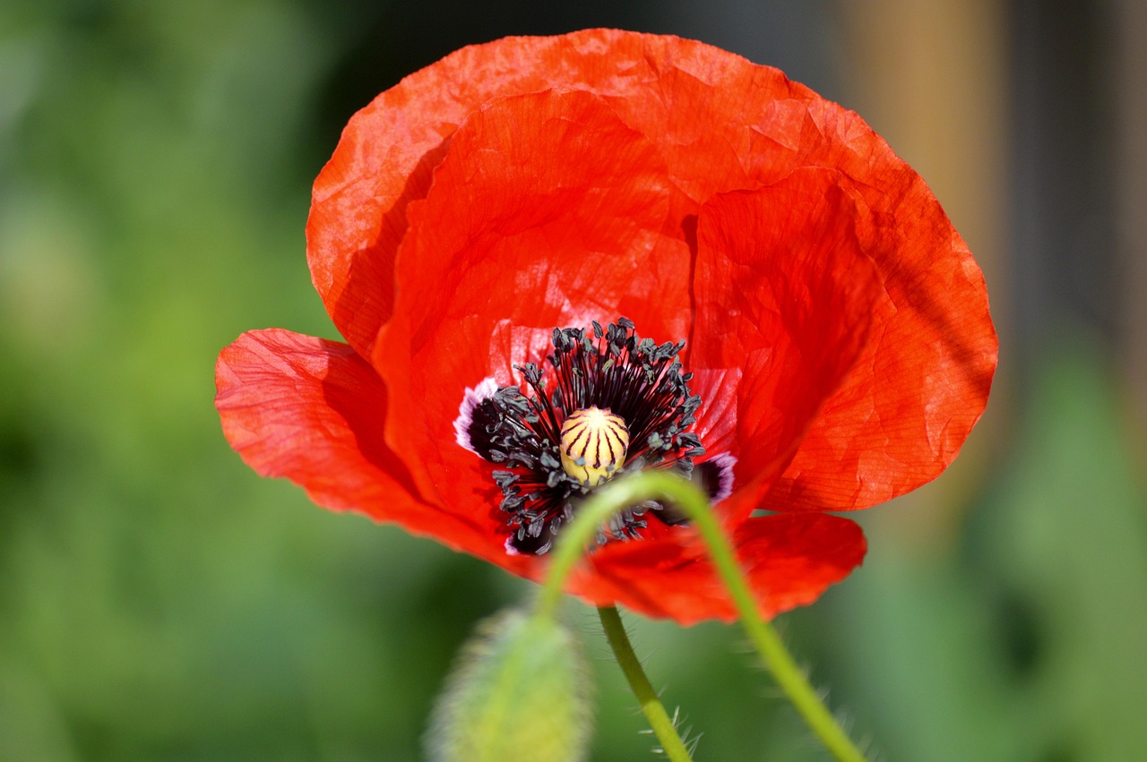 Flower - free online jigsaw puzzle photo