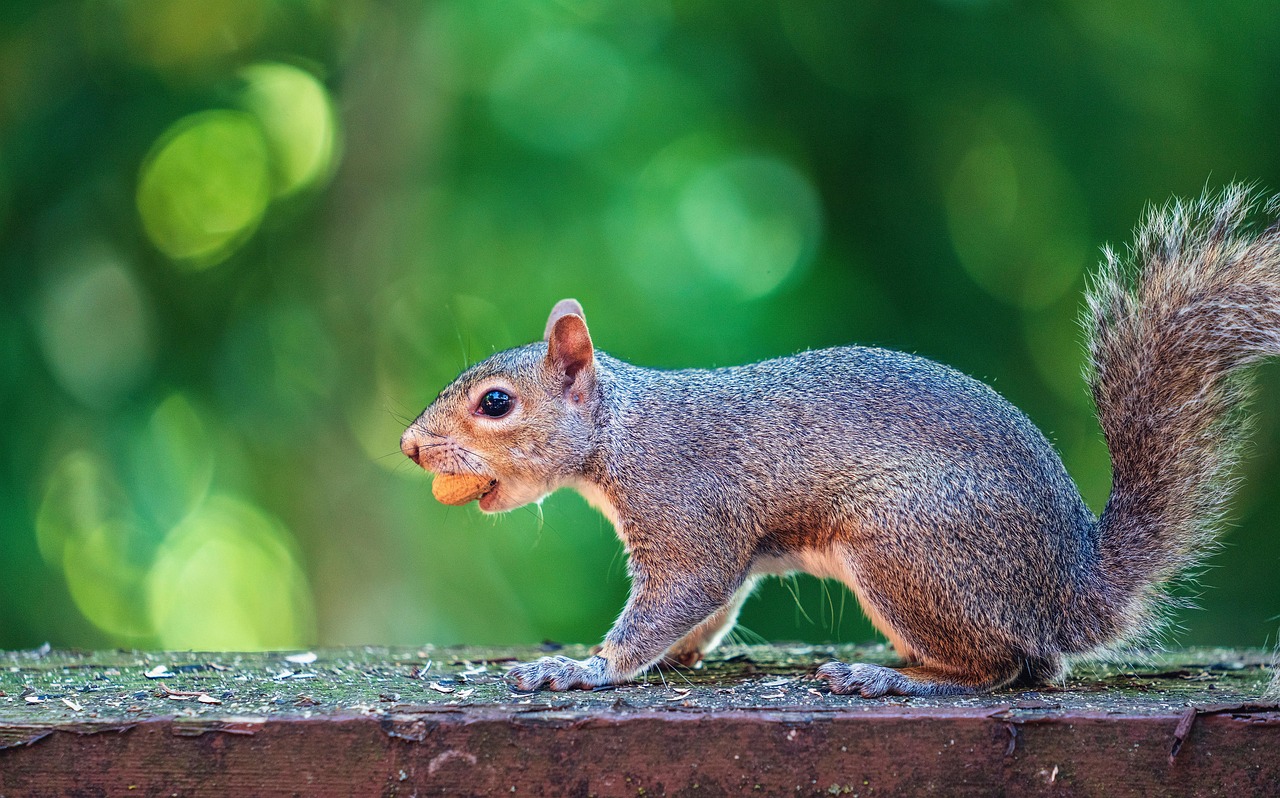 Free Squirrel Nuts photo and picture