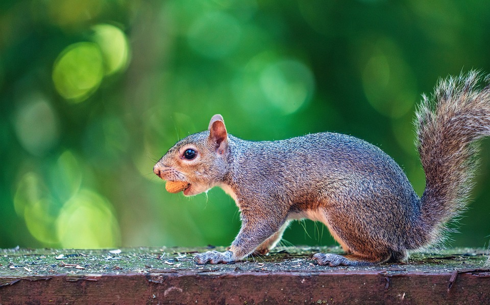Squirrel Nuts Peanut Free photo on Pixabay