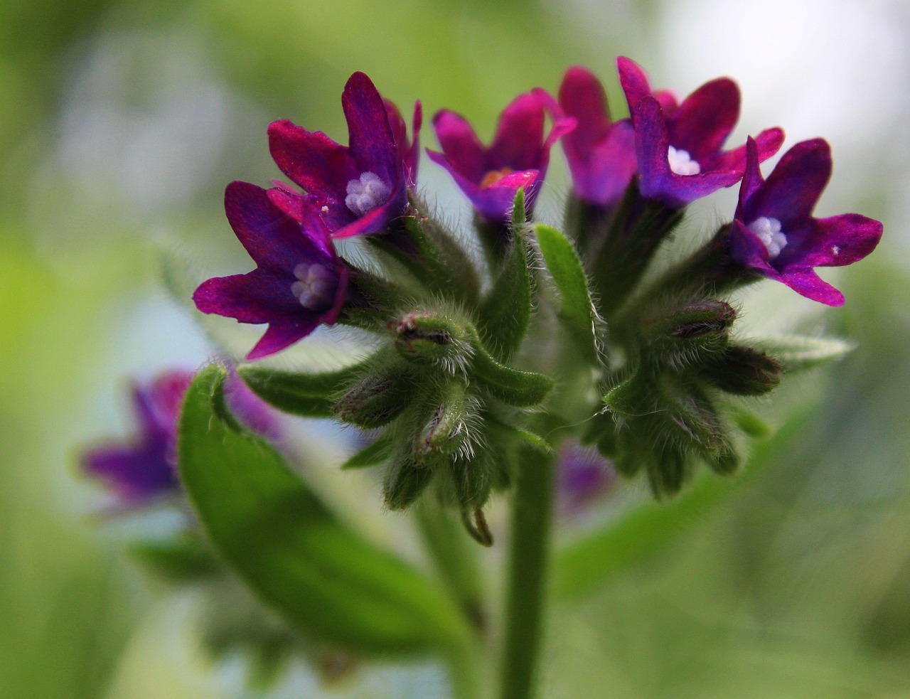 Flores Moradas Flora - Foto gratis en Pixabay - Pixabay