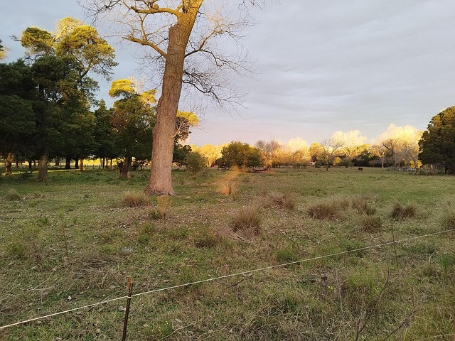 Free Field Sunset photo and picture