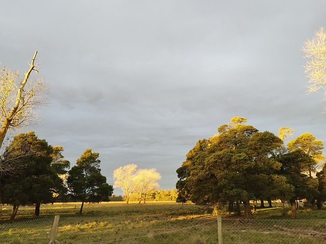 Free Field Sunset photo and picture