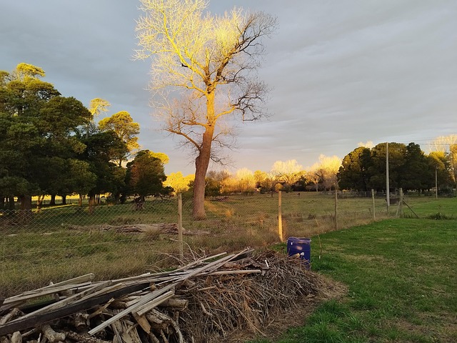 Free Sunset Tree photo and picture