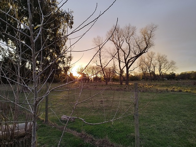 Free Field Sunset photo and picture
