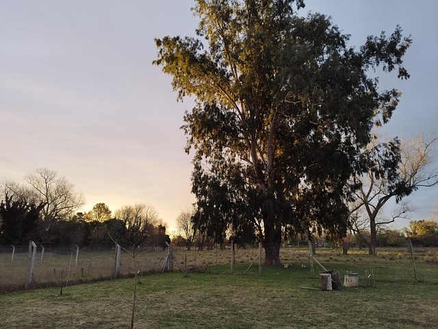 Free Sunset Tree photo and picture
