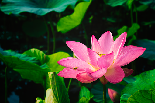 Bloem, Lotus, Insect, Honingbij, Zomer