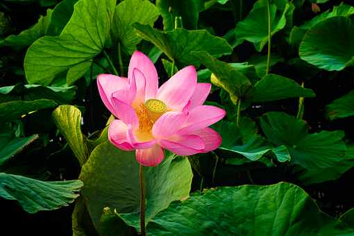Lotus, Plantaardige, Seizoensbloem