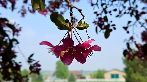 Natur, Blume, Krabbe, Apfel, Baum