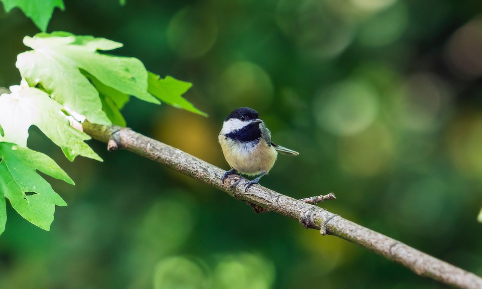 Black Capped Chickadee Free Photo On Pixabay Pixabay