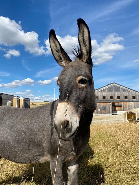 Ezel, Ezel Hoofd, Dieren, Weiland