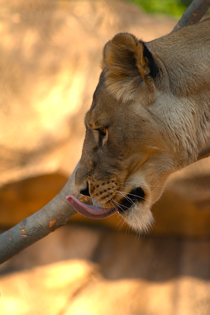 Leeuw, Dierentuin, Dier, Wild Dier